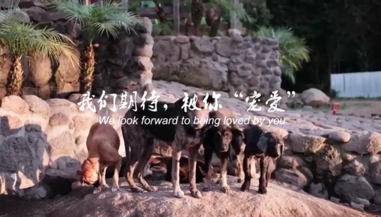 深圳专设爱犬日！倡导“领养代替购买、文明关爱随行”