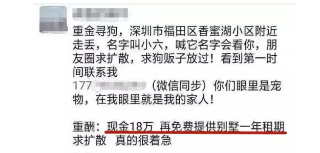 重金寻狗：18万现金+一年别墅使用权？致电失主却...