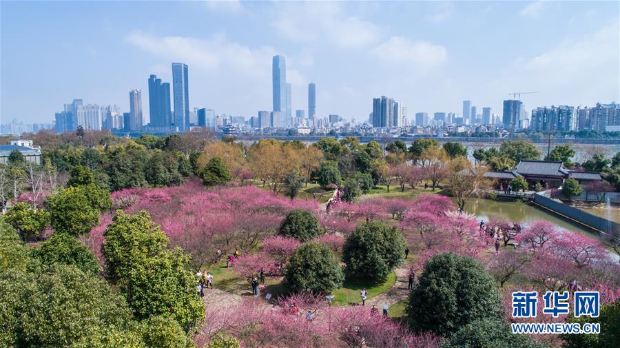 （环境）（5）梅花满园引客来