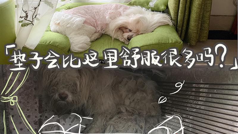 宠TA|5·29爱犬日：买不到的爱就在身边 流浪的TA渴望一个家