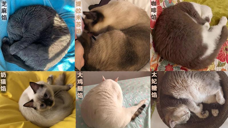 宠TA丨这些口味的猫咪汤圆 不来一口吗？