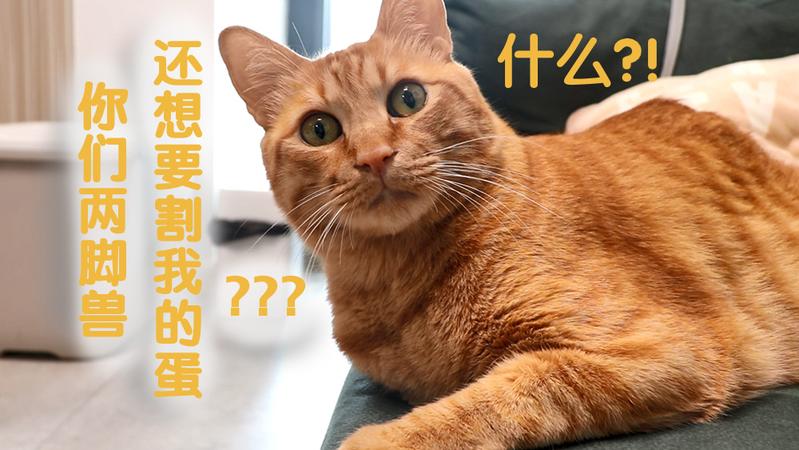 宠TA丨绝育系列①：如何说服自家猫去做绝育？