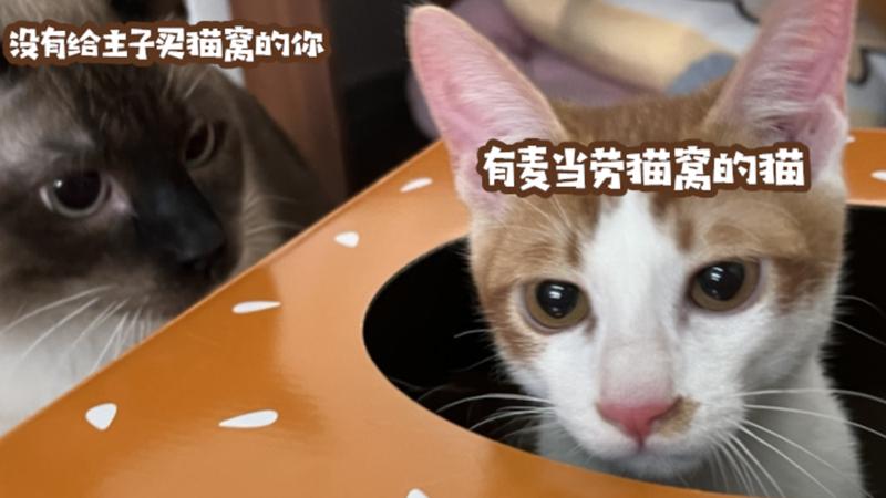 宠TA | 要靠抢的猫窝套餐 真的“香”吗？